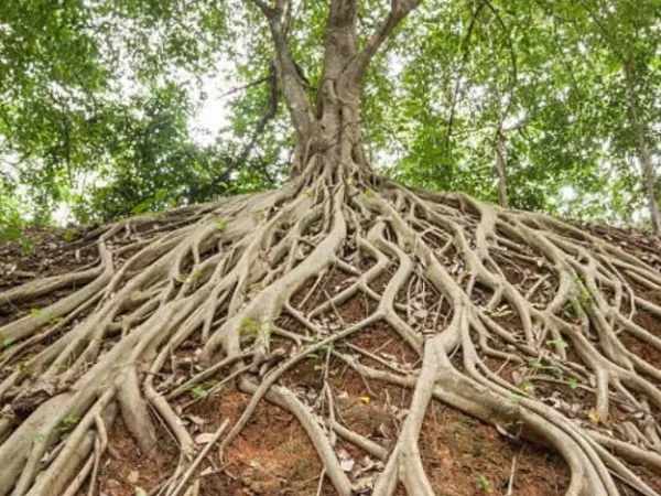 Meet Kgomotso Moloi: From Ga-Rankuwa Roots to Leading Home & Lifestyle Brand